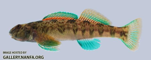 Etheostoma blennioides Greenside Darter 285