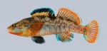 Etheostoma caeruleum Rainbow Darter 699