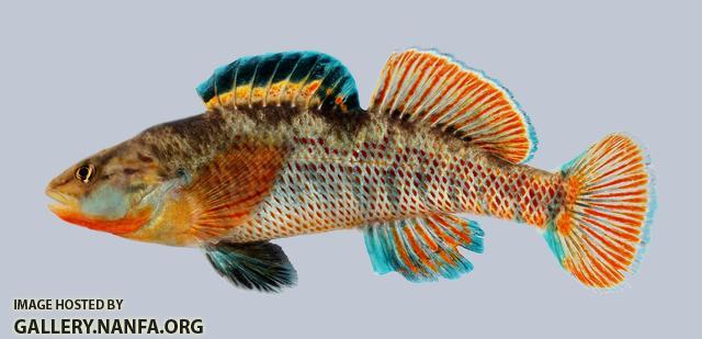 Etheostoma caeruleum Rainbow Darter 699