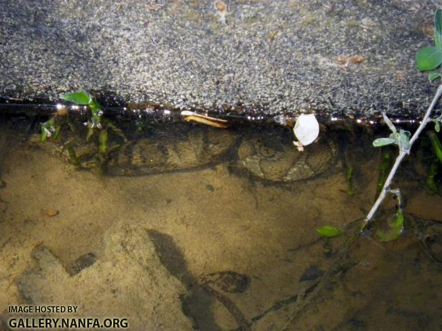 Northern Watersnake