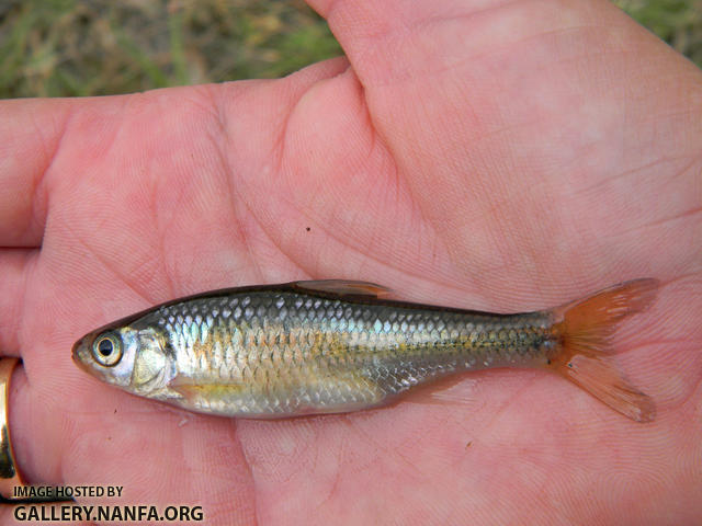 striped shiner