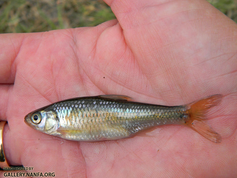 striped shiner