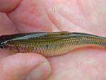 striped shiner dorsal view