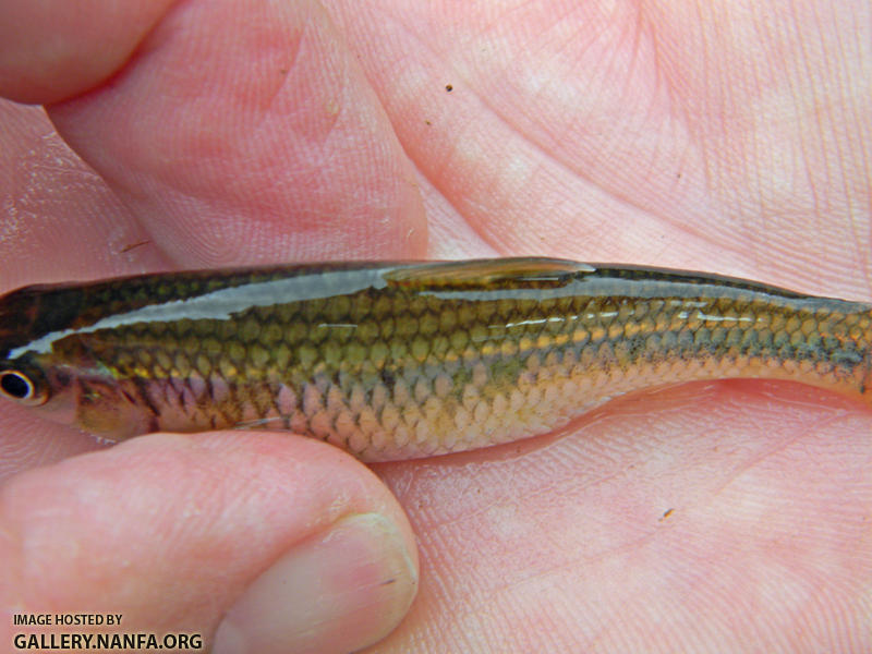 striped shiner dorsal view