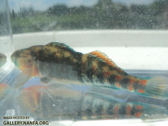 Orangethroat Darter 01.JPG