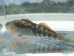 Orangethroat Darter 01.JPG