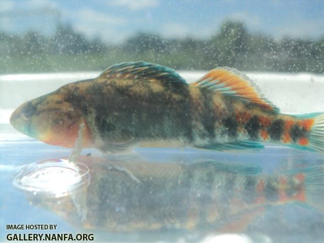 Orangethroat Darter 02.JPG