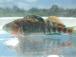 Orangethroat Darter 02.JPG