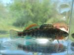 Orangethroat Darter 03.JPG