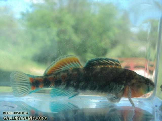 Orangethroat Darter 04.JPG