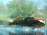 Orangethroat Darter 04.JPG