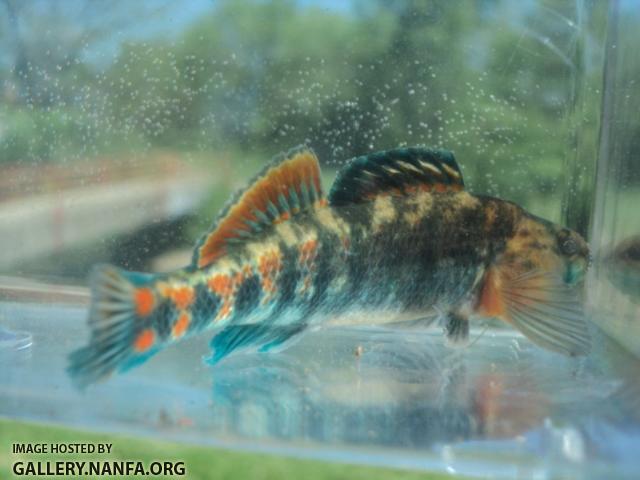 Orangethroat Darter 07.JPG