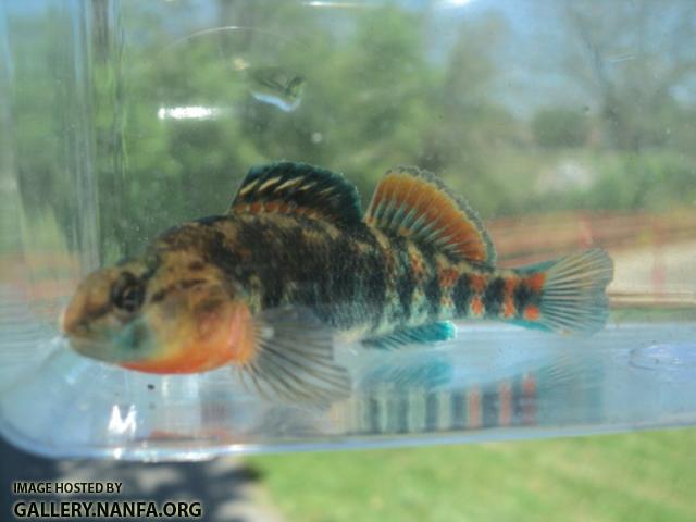 Orangethroat Darter 08.JPG