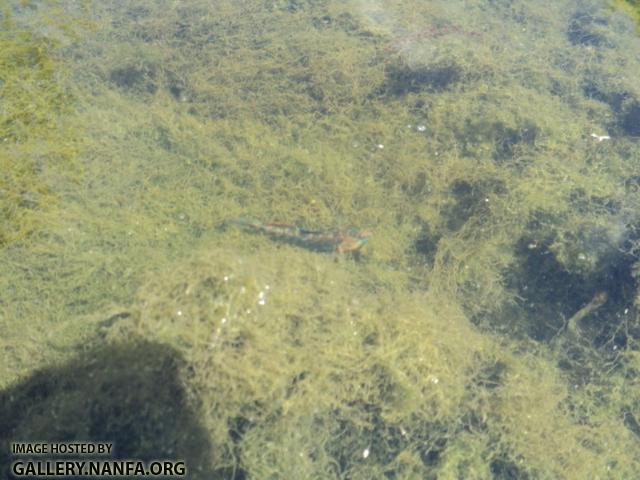 Orangethroat Darter in water 02.JPG