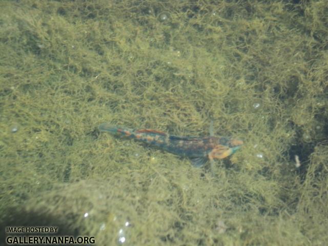 Orangethroat Darter in water 03.JPG