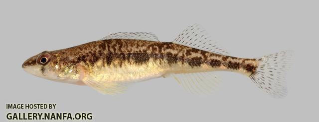 Percina vigil Saddleback Darter 4117