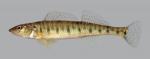 Percina caprodes Logperch 4081