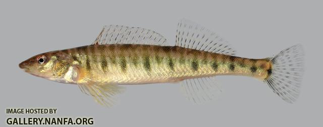 Percina caprodes Logperch 4081