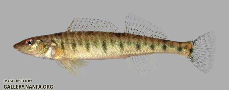 Percina caprodes Logperch 4081