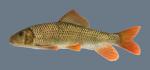 Moxostoma valenciennesi Greater Redhorse 1744