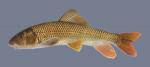 Moxostoma valenciennesi Greater Redhorse 1921-1