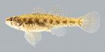 Etheostoma microperca  Least Darter 1332