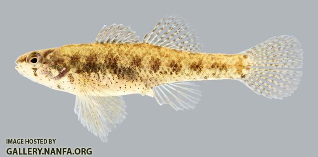 Etheostoma microperca  Least Darter 1332