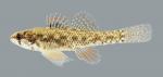 Etheostoma microperca Least Darter 1118