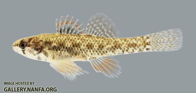 Etheostoma microperca Least Darter 1118