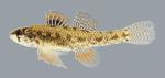 Etheostoma microperca Least Darter 1170