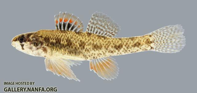 Etheostoma microperca Least Darter 1170