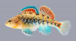 Etheostoma spectabile Orangethroat Darter 1065