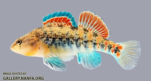 Etheostoma spectabile Orangethroat Darter 1065