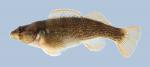 Etheostoma juliae Yoke Darter 2000