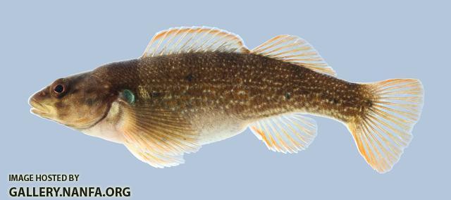 Etheostoma juliae Yoke Darter 2000