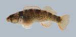 Etheostoma juliae Yoke Darter 2078