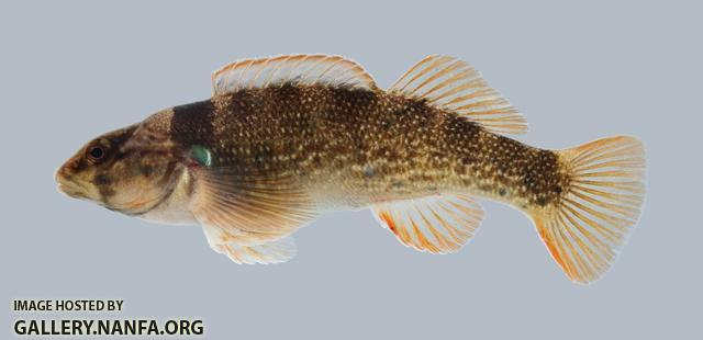 Etheostoma juliae Yoke Darter 2078