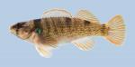 Etheostoma juliae Yoke Darter 2188