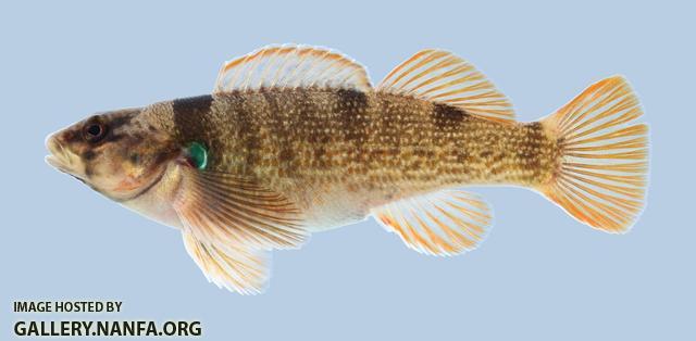 Etheostoma juliae Yoke Darter 2188