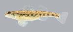 Etheostoma stigmaeum Speckled Darter 1924