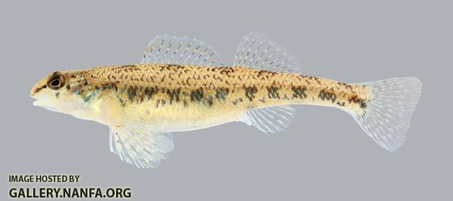 Etheostoma stigmaeum Speckled Darter 1924