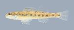 Etheostoma stigmaeum Speckled Darter 1932