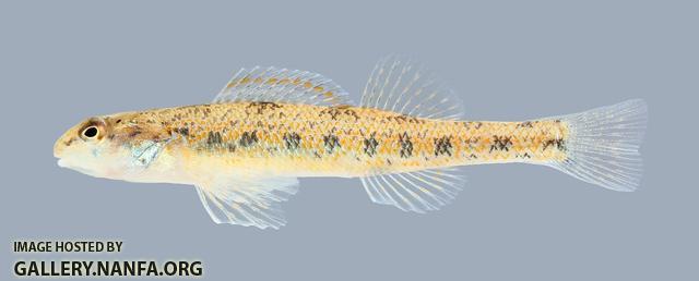 Etheostoma stigmaeum Speckled Darter 1932