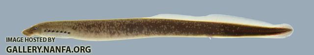 Ichthyomyzon gagei Southern Brook Lamprey 2043