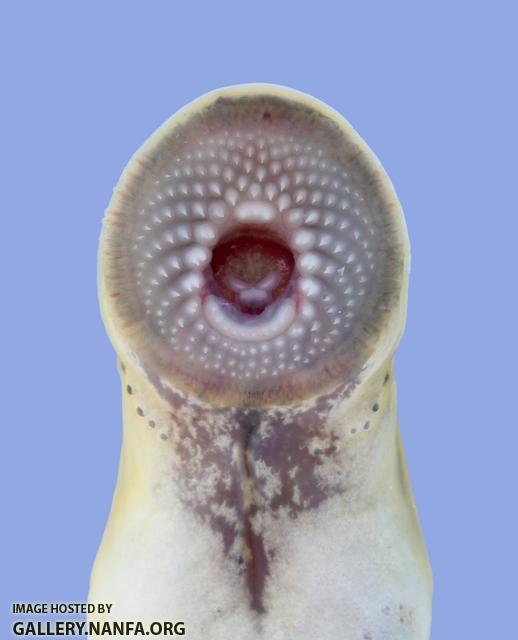 Ichthyomyzon gagei Southern Brook Lamprey 2058