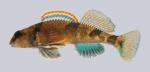 Etheostoma euzonum Arkansas Saddled Darter 230