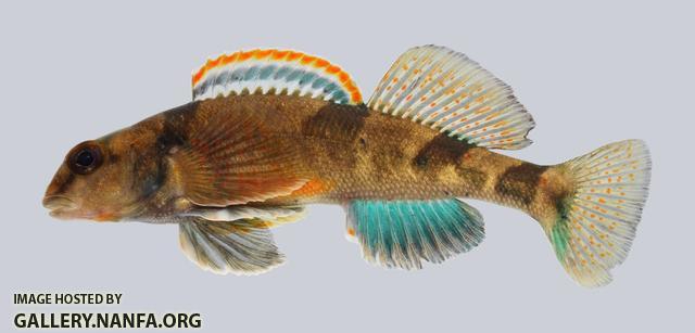 Etheostoma euzonum Arkansas Saddled Darter 230