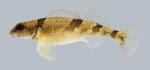 Etheostoma euzonum Arkansas Saddled Darter 296