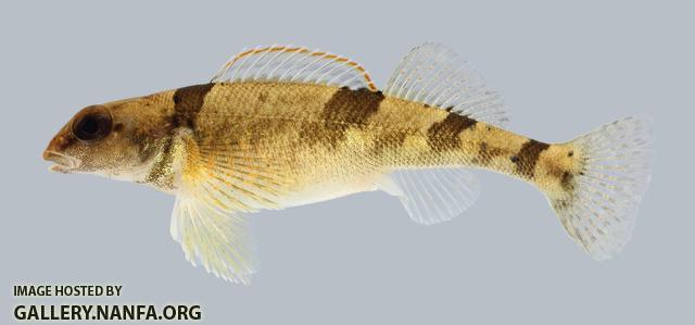 Etheostoma euzonum Arkansas Saddled Darter 296