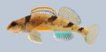 Etheostoma euzonum Arkansas Saddled Darter 353